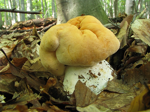 jelenka poprehýbaná Hydnum repandum L.