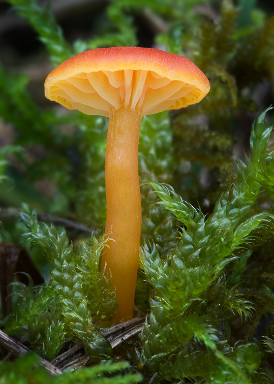 lúčnica kuriatkovitá Hygrocybe cantharellus ? (Schwein.) Murrill