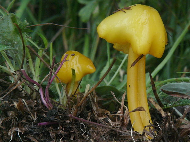 lúčnica citrónovožltá Hygrocybe chlorophana (Fr.) Wünsche