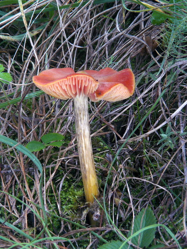 lúčnica kužeľovitá pieskomilná Hygrocybe conica var. conicoides (P.D. Orton) Boertm.