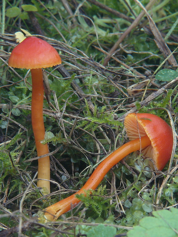 lúčnica horká Hygrocybe mucronella (Fr.) P. Karst.