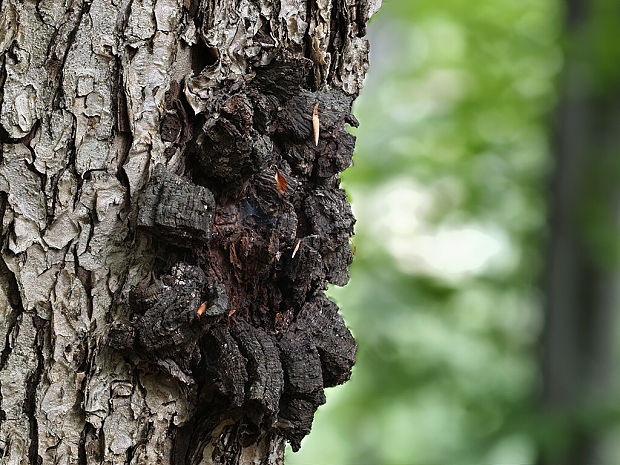 ryšavec šikmý Inonotus obliquus (Ach. ex Pers.) Pilát