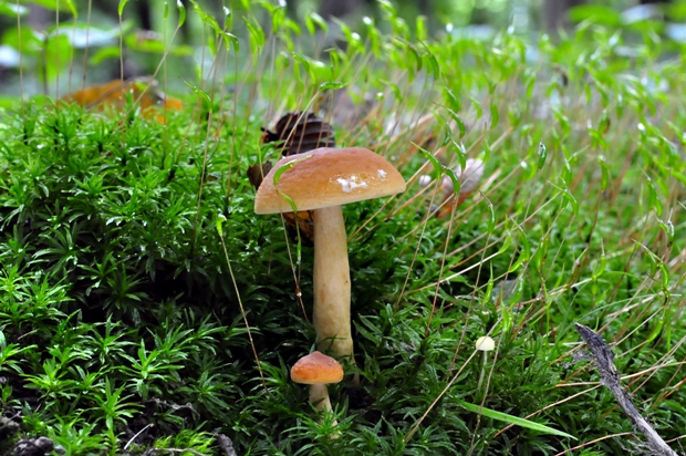 rýdzik Lactarius sp.