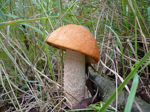 kozák osikový Leccinum albostipitatum den Bakker & Noordel.