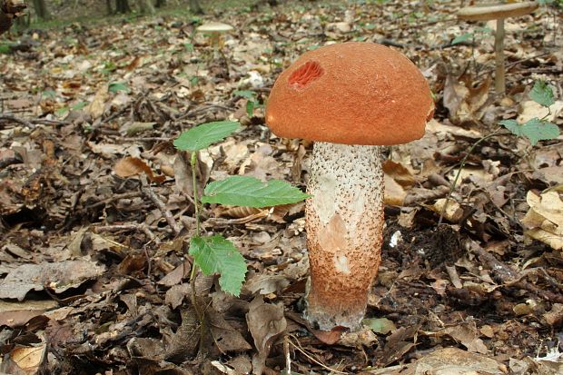 kozák dubový Leccinum aurantiacum (Bull.) Gray