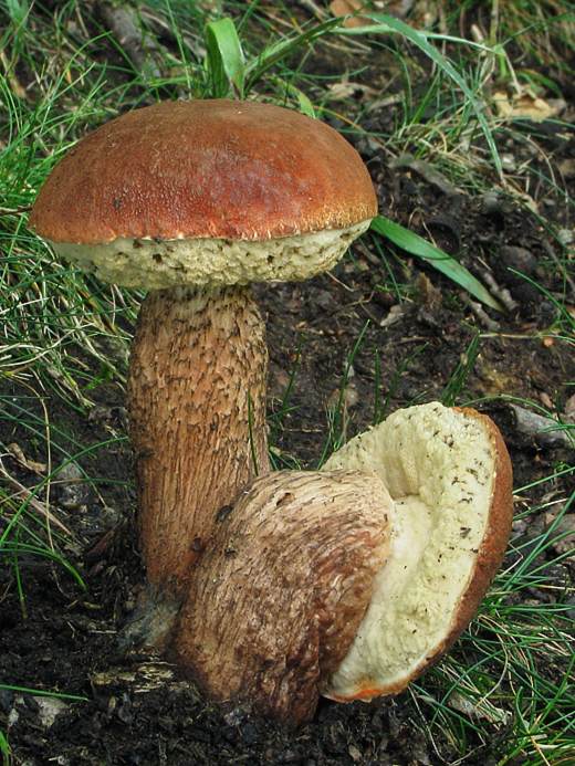 kozák dubový Leccinum aurantiacum (Bull.) Gray