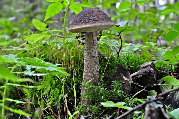 kozák hrabový Leccinum pseudoscabrum (Kallenb.) Šutara