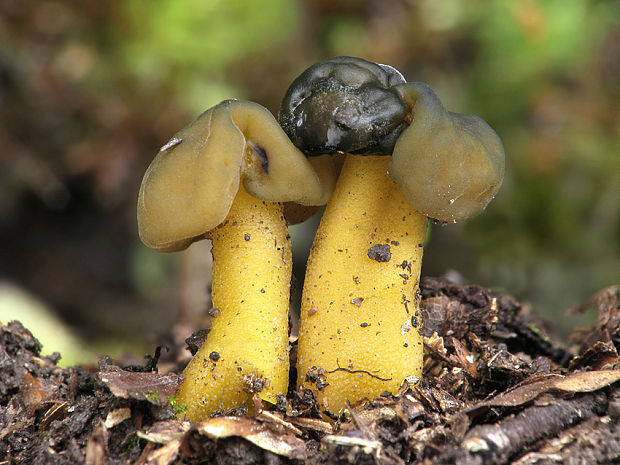 klincovka slizká Leotia lubrica (Scop.) Pers.