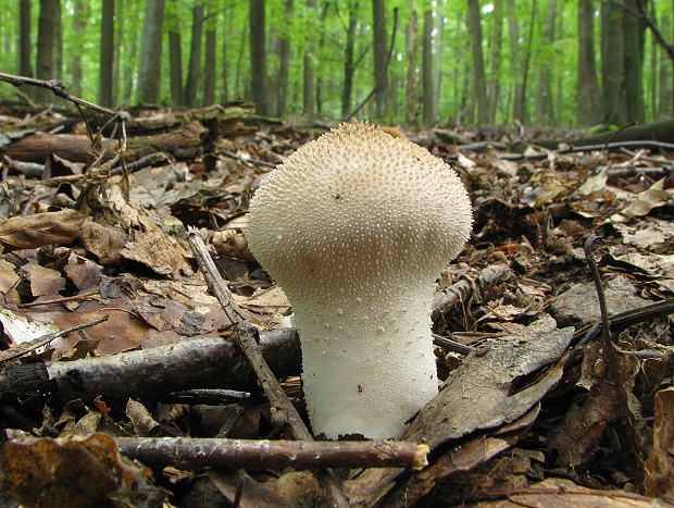 prášnica bradavičnatá Lycoperdon perlatum Pers.