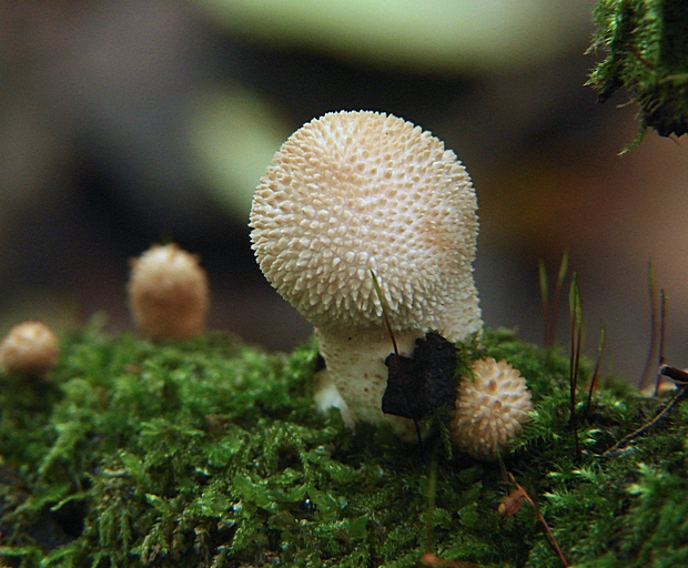 prášnica Lycoperdon sp.