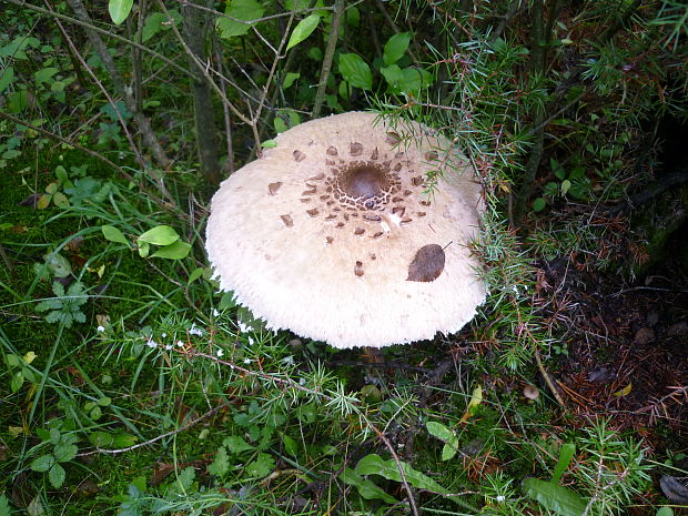 bedľa vysoká Macrolepiota procera (Scop.) Singer