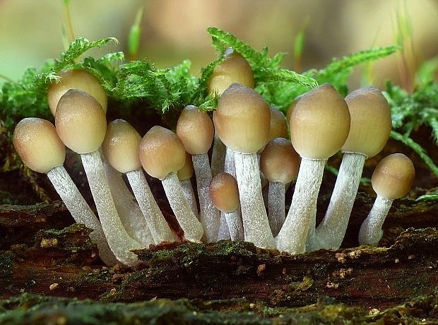 prilbička ryhovaná Mycena polygramma (Bull.) Gray