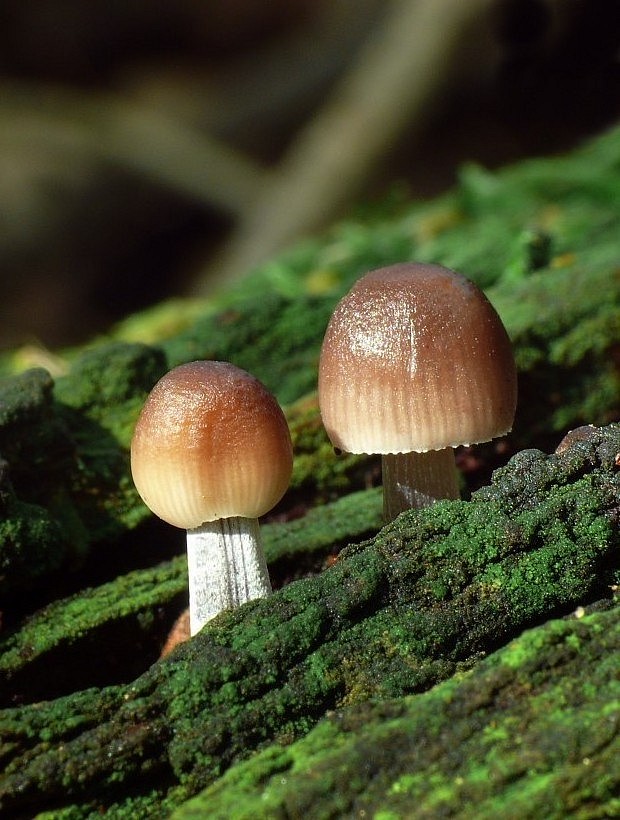 prilbička ryhovaná Mycena polygramma (Bull.) Gray