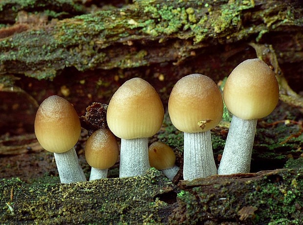 prilbička ryhovaná Mycena polygramma (Bull.) Gray