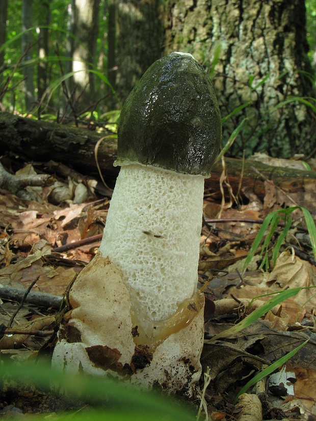 hadovka smradľavá Phallus impudicus L.