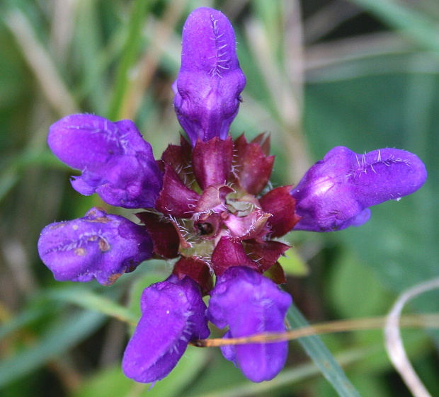 čiernohlávok veľkokvetý Prunella grandiflora (L.) Scholler