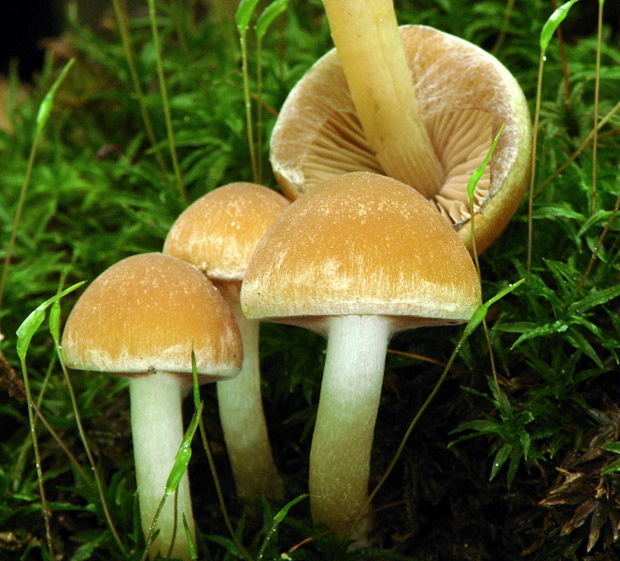 drobuľka Psathyrella sp.