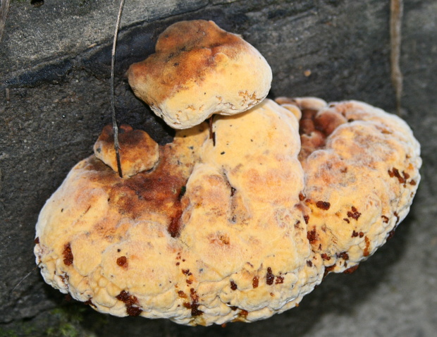 ryšavec slziaci Pseudoinonotus dryadeus (Pers.) T. Wagner & M. Fisch.