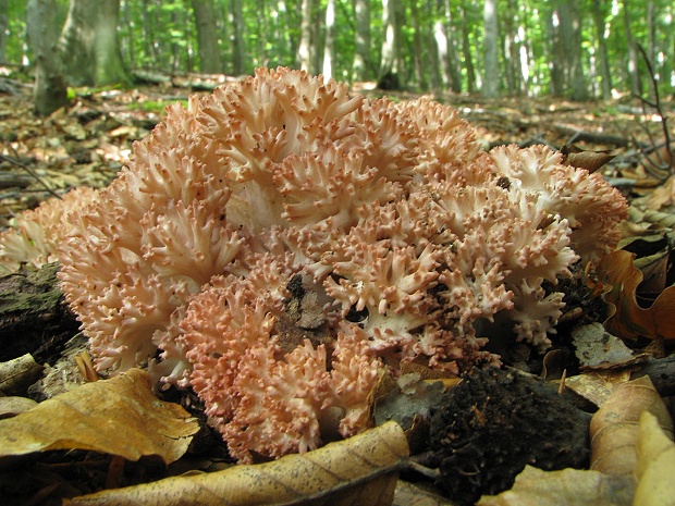 strapačka koralovitá Ramaria botrytis (Pers.) Ricken