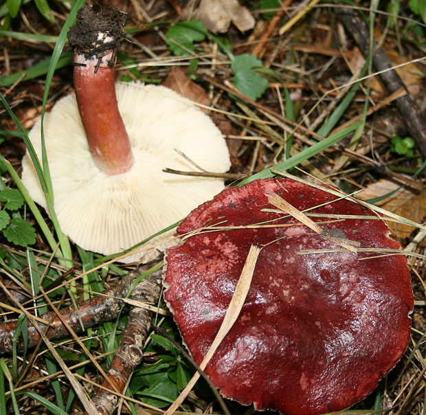 plávka Quéletová Russula queletii Fr.