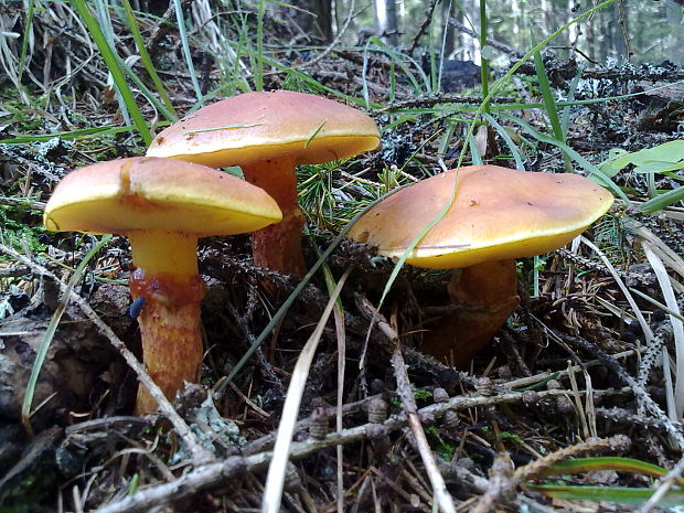 masliak smrekovcový Suillus grevillei (Klotzsch) Singer