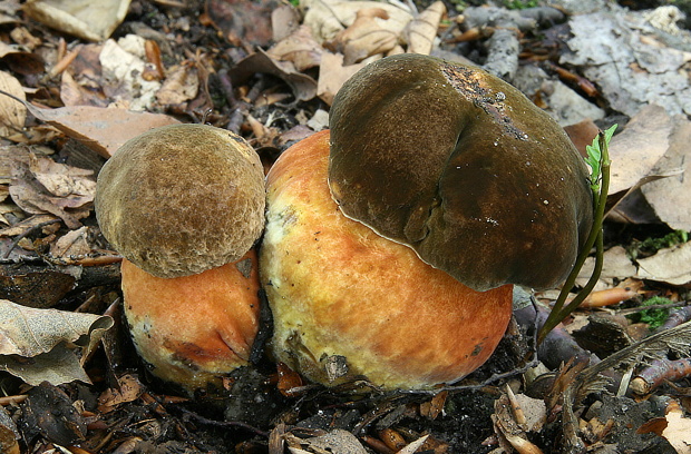 hríb zrnitohlúbikový Sutorius luridiformis (Rostk.) G. Wu & Zhu L. Yang