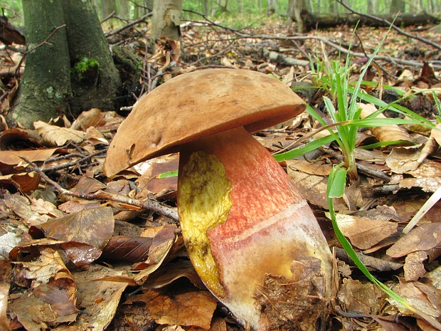 hríb zrnitohlúbikový Sutorius luridiformis (Rostk.) G. Wu & Zhu L. Yang