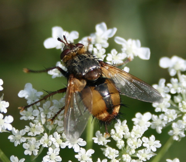 bystruša červenonohá - kuklice červenonohá Tachina fera