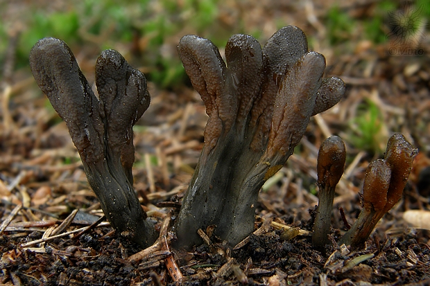 žezlovka srnková Tolypocladium ophioglossoides (J.F. Gmel.) Quandt, Kepler & Spatafora