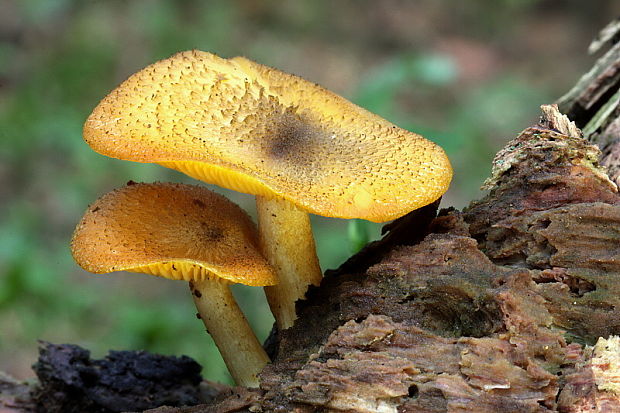 čírovec ozdobný Tricholomopsis decora (Fr.) Singer