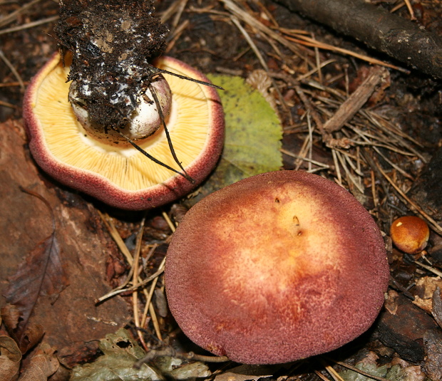 čírovec červenožltý Tricholomopsis rutilans (Schaeff.) Singer