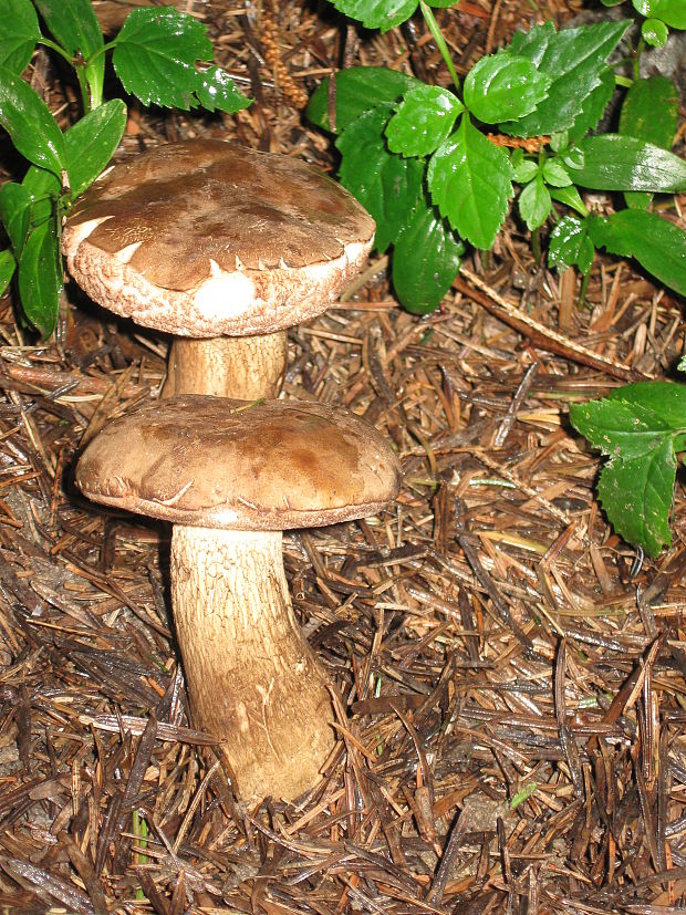 podhríb žlčový Tylopilus felleus (Bull.) P. Karst.