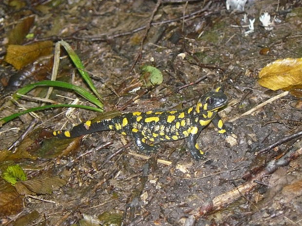 salamandra škvrnitá