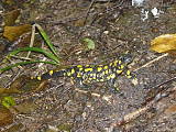 salamandra škvrnitá