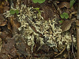 ramaria