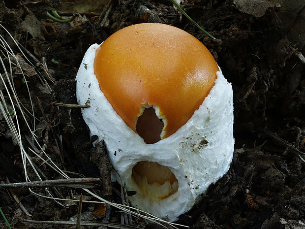 muchotrávka cisárska Amanita caesarea (Scop.) Pers.