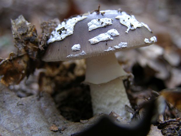 muchotrávka hrubá Amanita excelsa (Fr.) Bertill.