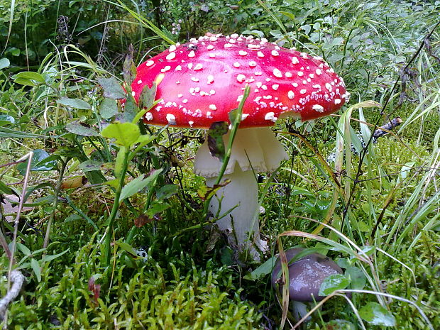 muchotrávka červená Amanita muscaria (L.) Lam.