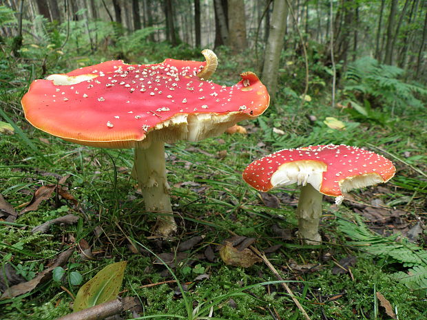 muchotrávka červená Amanita muscaria (L.) Lam.