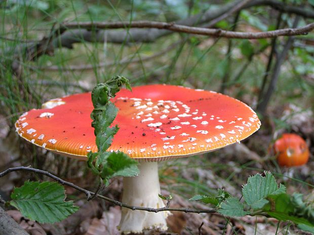 muchotrávka červená Amanita muscaria (L.) Lam.