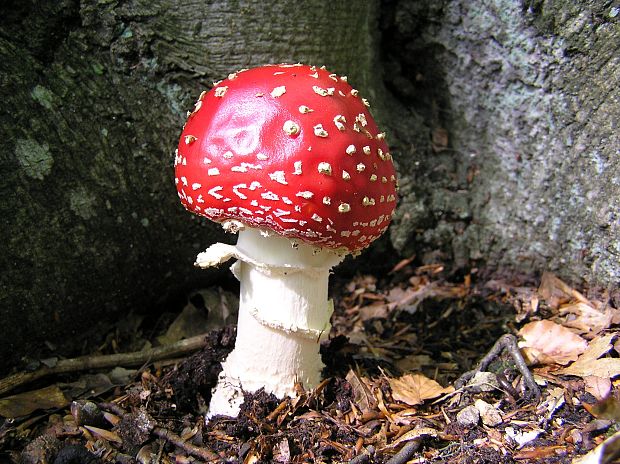 muchotrávka červená Amanita muscaria (L.) Lam.