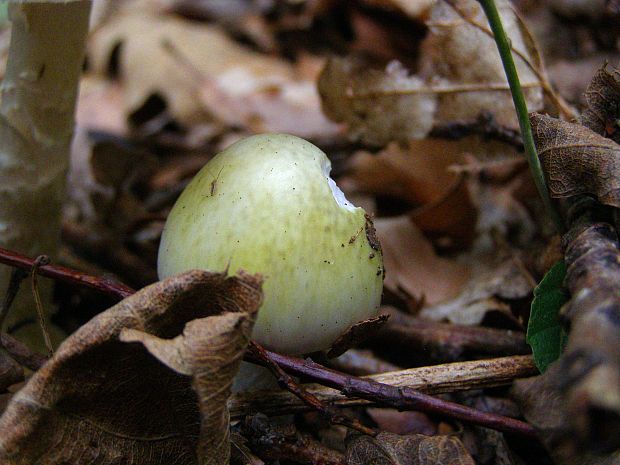 muchotrávka zelená Amanita phalloides (Vaill. ex Fr.) Link