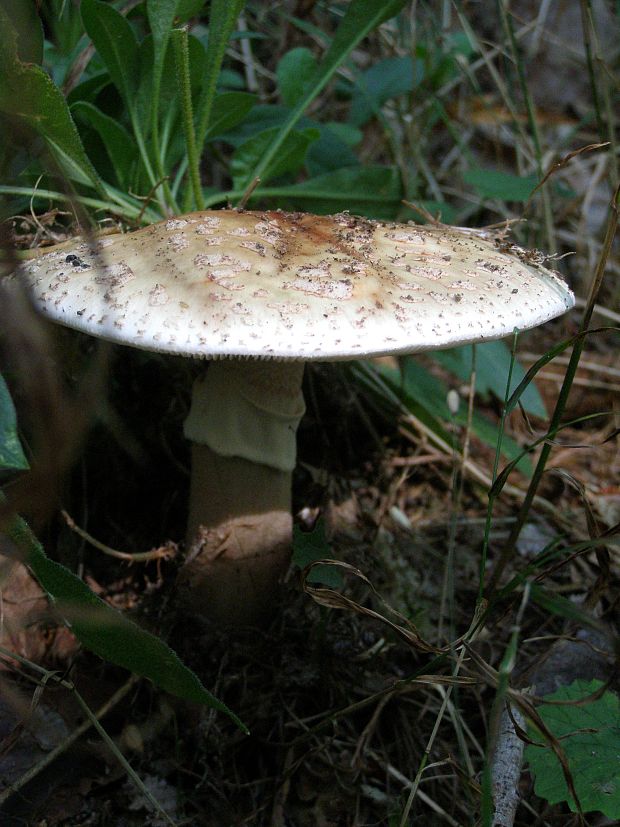 muchotrávka červenkastá Amanita rubescens Pers.