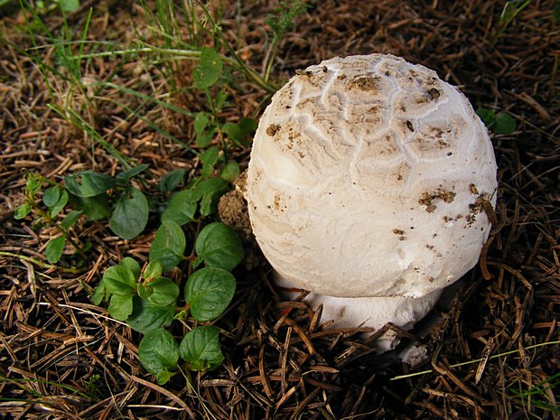 muchotrávka šiškovitá Amanita strobiliformis Gonn. & Rabenh.