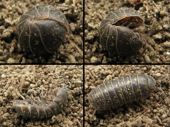 zvínavka obyčajná Armadillidium vulgare