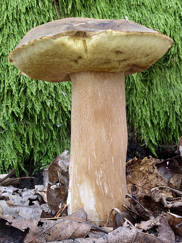 hríb bronzový Boletus aereus Bull. ex Fr.