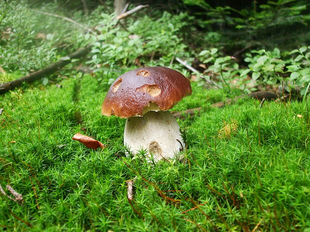 hríb smrekový Boletus edulis Bull.