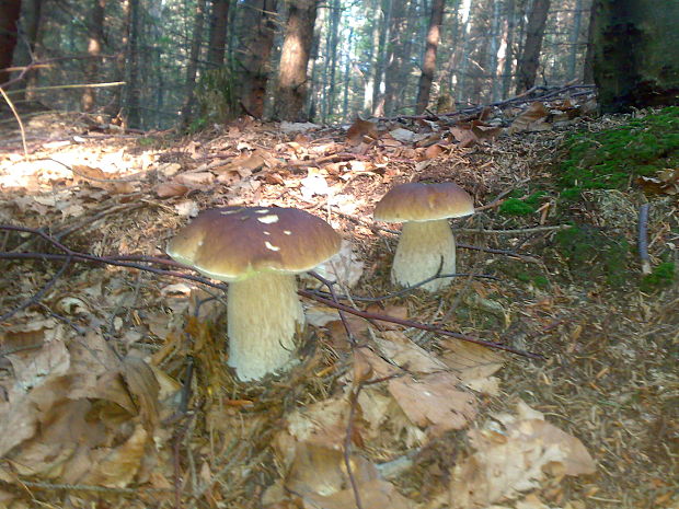 hríb smrekový Boletus edulis Bull.