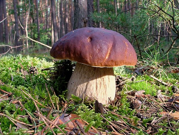 hríb smrekový Boletus edulis Bull.