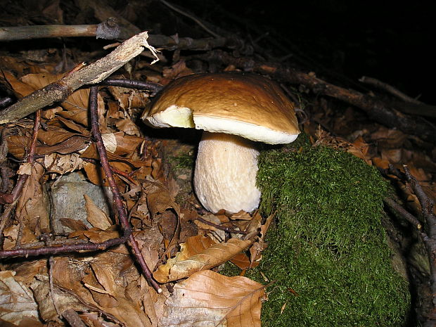 hríb smrekový Boletus edulis Bull.